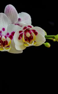 Preview wallpaper orchid, flowers, petals, black background