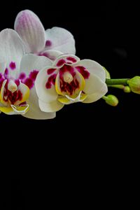 Preview wallpaper orchid, flowers, petals, black background