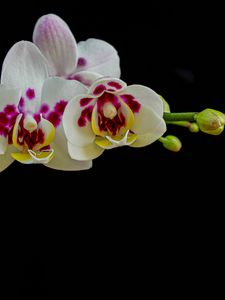 Preview wallpaper orchid, flowers, petals, black background