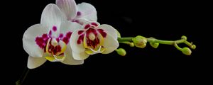 Preview wallpaper orchid, flowers, petals, black background