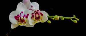 Preview wallpaper orchid, flowers, petals, black background