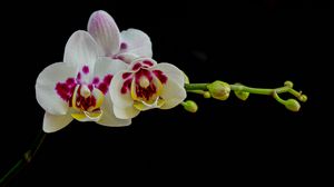 Preview wallpaper orchid, flowers, petals, black background