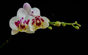 Preview wallpaper orchid, flowers, petals, black background