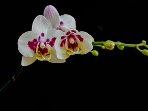 Preview wallpaper orchid, flowers, petals, black background