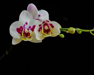 Preview wallpaper orchid, flowers, petals, black background