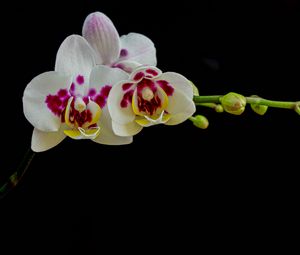 Preview wallpaper orchid, flowers, petals, black background