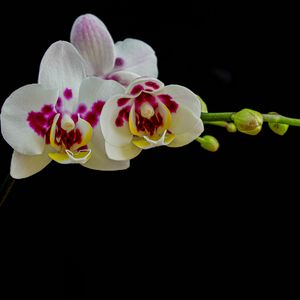 Preview wallpaper orchid, flowers, petals, black background