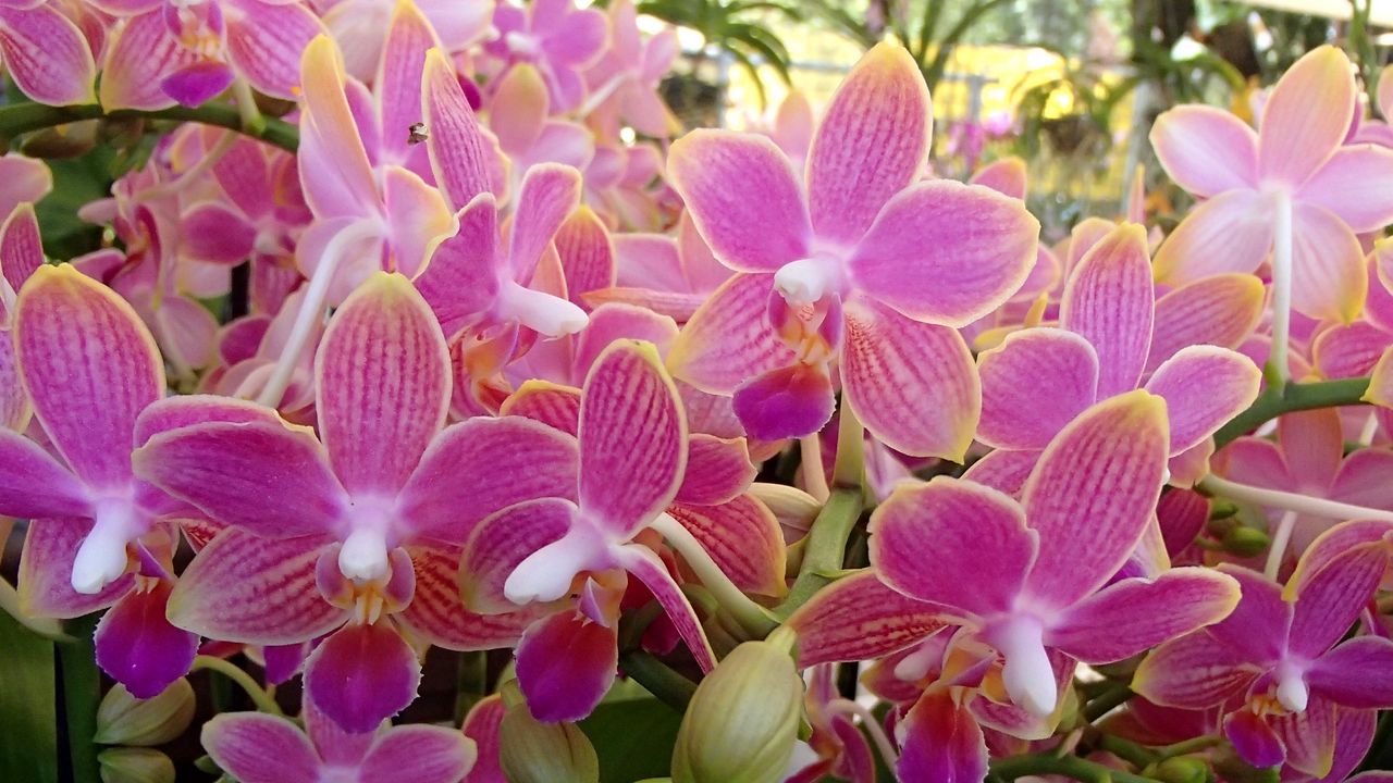 Wallpaper orchid, flowers, plant, pink