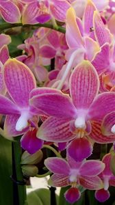 Preview wallpaper orchid, flowers, plant, pink