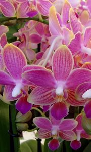 Preview wallpaper orchid, flowers, plant, pink