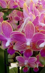 Preview wallpaper orchid, flowers, plant, pink