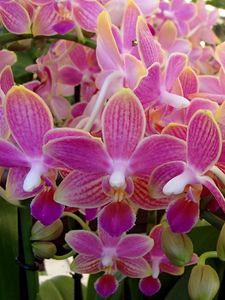 Preview wallpaper orchid, flowers, plant, pink