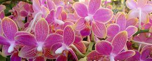 Preview wallpaper orchid, flowers, plant, pink