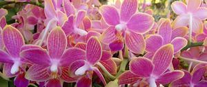 Preview wallpaper orchid, flowers, plant, pink