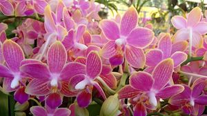 Preview wallpaper orchid, flowers, plant, pink