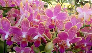 Preview wallpaper orchid, flowers, plant, pink