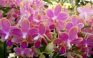 Preview wallpaper orchid, flowers, plant, pink