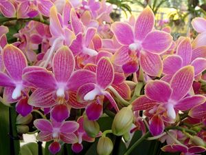 Preview wallpaper orchid, flowers, plant, pink