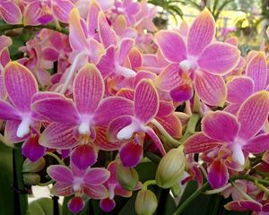 Preview wallpaper orchid, flowers, plant, pink