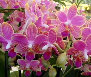 Preview wallpaper orchid, flowers, plant, pink