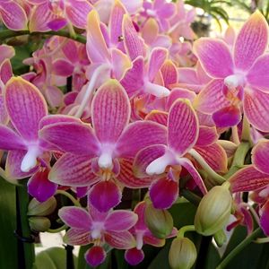 Preview wallpaper orchid, flowers, plant, pink