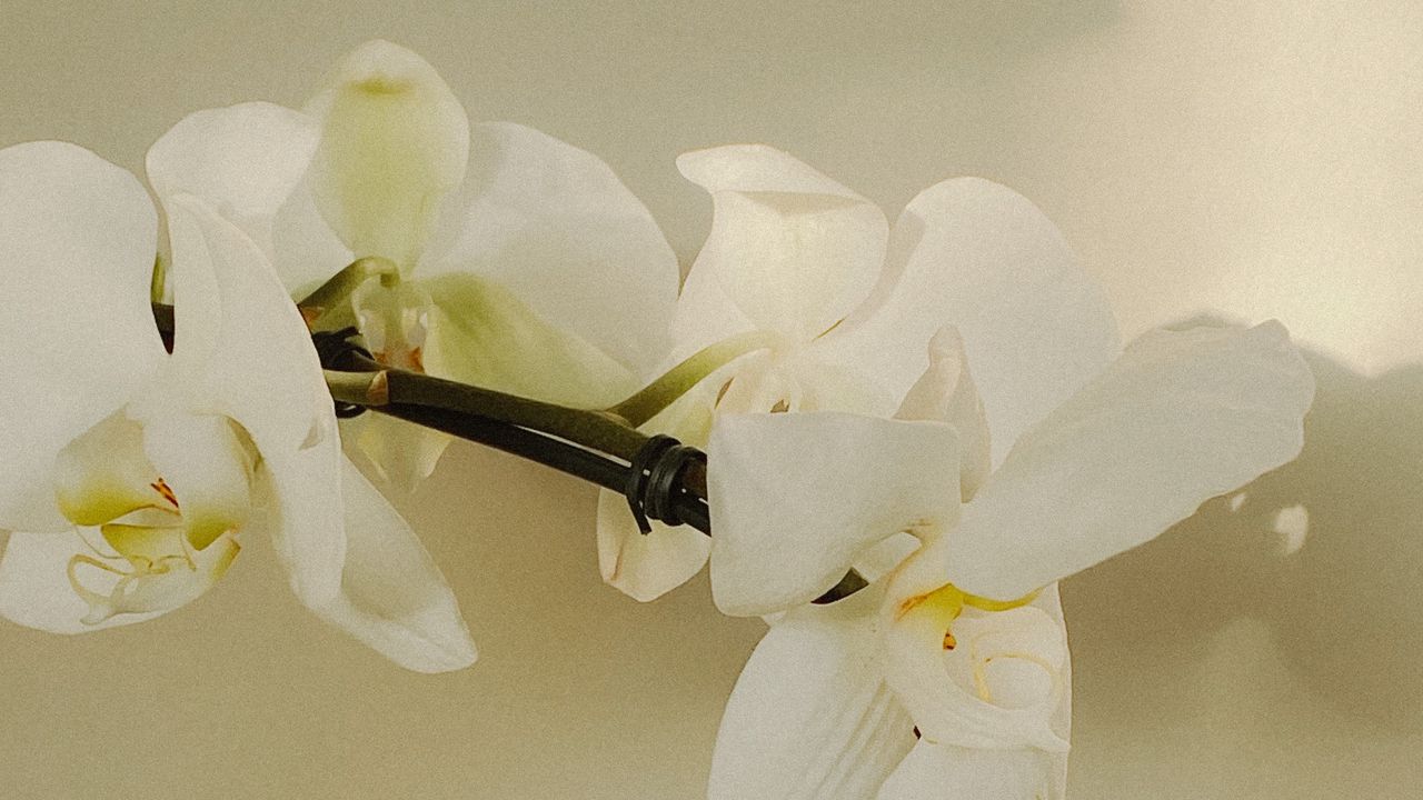 Wallpaper orchid, flowers, white, plant, bloom