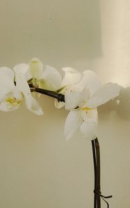 Preview wallpaper orchid, flowers, white, plant, bloom