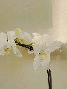 Preview wallpaper orchid, flowers, white, plant, bloom