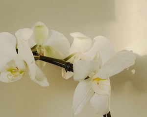 Preview wallpaper orchid, flowers, white, plant, bloom