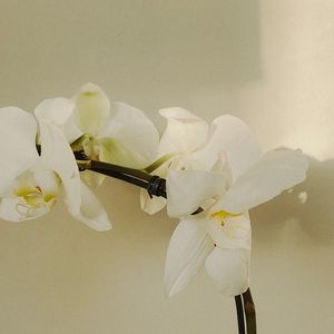 Preview wallpaper orchid, flowers, white, plant, bloom