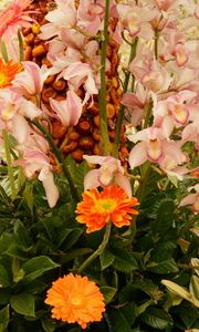 Preview wallpaper orchid, gerbera, flower, flowerbed, beautiful, song