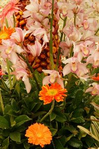 Preview wallpaper orchid, gerbera, flower, flowerbed, beautiful, song