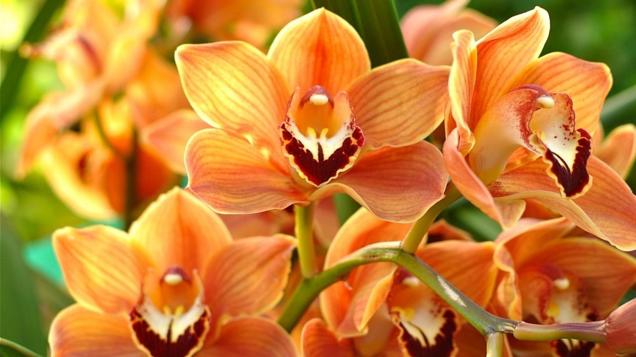 Wallpaper orchid, orange, bright, branch, exotic