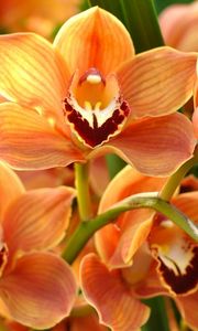 Preview wallpaper orchid, orange, bright, branch, exotic