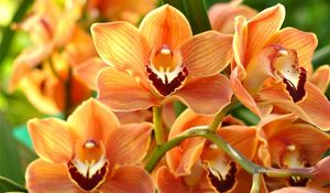 Preview wallpaper orchid, orange, bright, branch, exotic