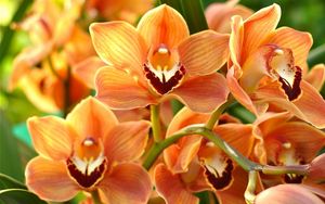 Preview wallpaper orchid, orange, bright, branch, exotic