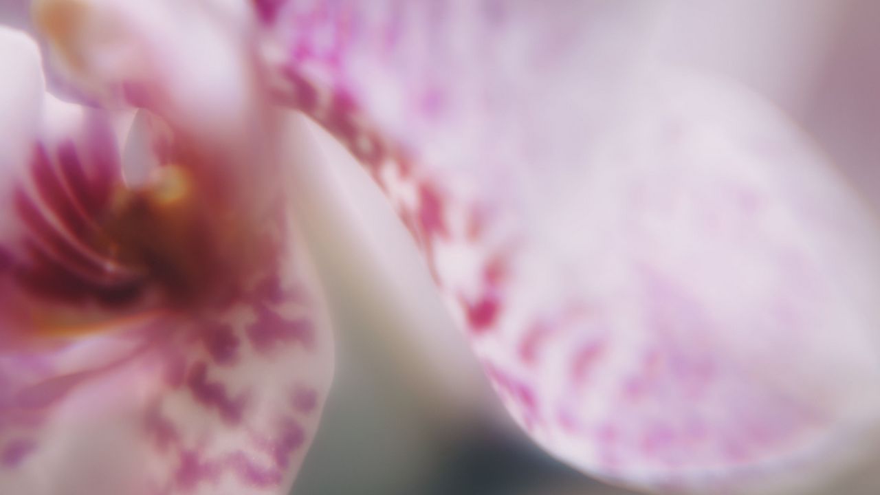 Wallpaper orchid, petals, flower, blur