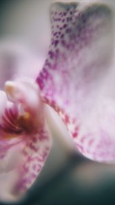 Preview wallpaper orchid, petals, flower, blur