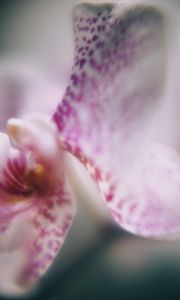 Preview wallpaper orchid, petals, flower, blur