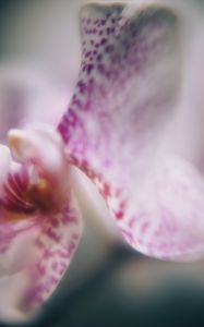 Preview wallpaper orchid, petals, flower, blur