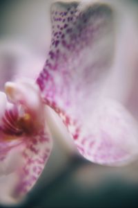 Preview wallpaper orchid, petals, flower, blur