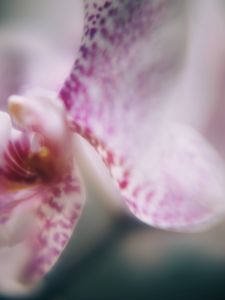 Preview wallpaper orchid, petals, flower, blur