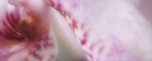 Preview wallpaper orchid, petals, flower, blur