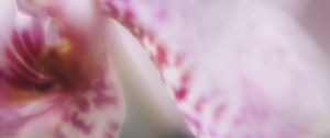 Preview wallpaper orchid, petals, flower, blur