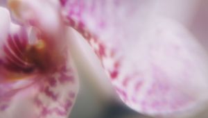 Preview wallpaper orchid, petals, flower, blur