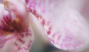 Preview wallpaper orchid, petals, flower, blur