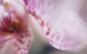 Preview wallpaper orchid, petals, flower, blur