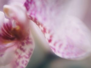 Preview wallpaper orchid, petals, flower, blur