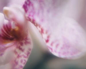 Preview wallpaper orchid, petals, flower, blur