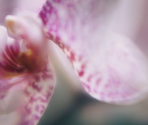 Preview wallpaper orchid, petals, flower, blur